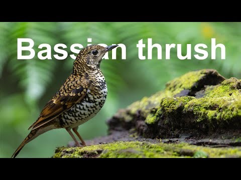 Bassian Thrush: Nature’s Weirdest Worm Hunter