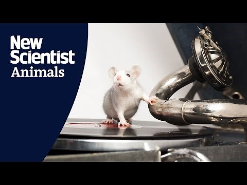 Rats bop to the beat of Lady Gaga, Queeen and Mozart, just like humans