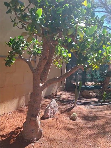 PRUNING JADE TREE INTO BONSAI PART 2 🫠🫠