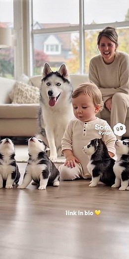 5 Husky Puppies Howl Together During Family Time 🐶 | creatively crafted