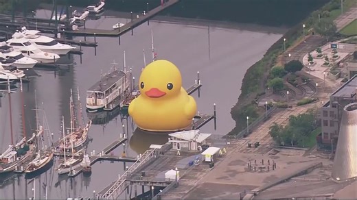 A 6-story-tall rubber duck is coming to Maryland. Here's how to see it