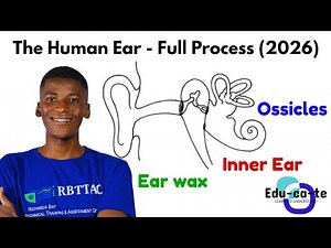 Human Ear (Full process of hearing) - Grade 12 Life Sciences (2026)