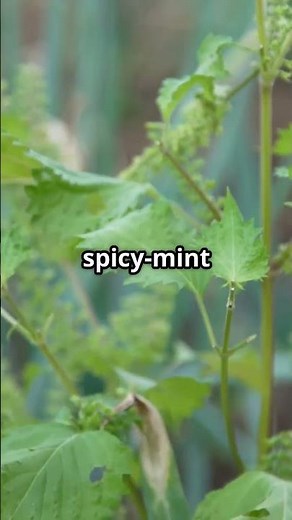 Shiso – The Aromatic Super Herb for Containers 🌿✨ #PlantSpotlight #HerbalGarden #ContainerGrowing
