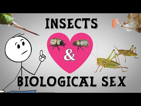 Insects and the Basis of Biological Sex