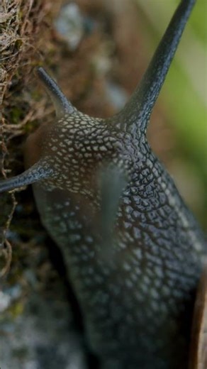 What is a SNAIL doing in my garden, (A Snail Snail garden snail moving Snail)