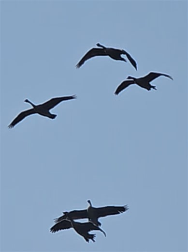 BeautyandtheGeese on TikTok