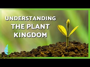 Plant Kingdom Explained 🌱🌸 (Definition, Key Features, and Classification)