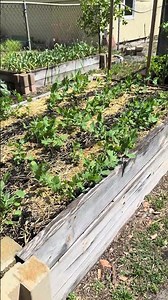 Big batch of Sugar Daddy peas 🫛👩🏾‍🌾#growwithro #fyp #UrbanGarden #gardening #florida #tampa