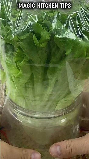 👉 Store Lettuce In A New Way To Keep It Fresh, Crisp, And Green For Weeks!