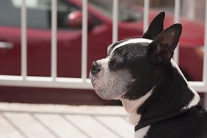 Balcony Potty For Dogs (5 Best Dog Grass For Balcony 2024)