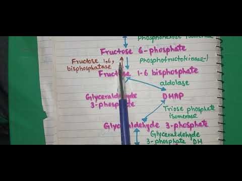 Gluconeogenesis Explained Simply | Steps, Pathway, Regulation and Key Enzymes