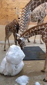 7.9K views · 245 reactions | Meet Marula, Edward, and Tano the two-month-old calves in our Giraffe Herd. They had a great snow day and even got to explore a snowman brought to their heated barn by their keepers, Ariana and Meredith. Edward wasn't a fan of the cold snow on his nose but Marula the youngest and most curious enjoyed the experience. Did you have a good snow day? Share your pictures below! | Abilene Zoo | Facebook