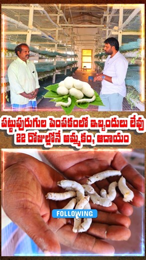 Sericulture farming within 23 days batch Complete #shorts #manalocalfarmer