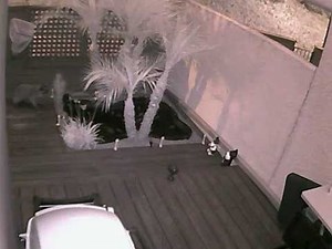 raccoon meets electric fence