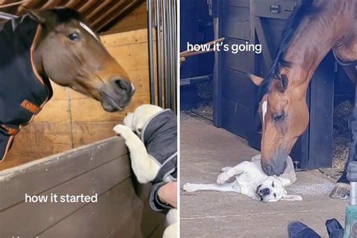 Labrador Puppy’s Unexpected Friendship With 20-Year-Old Horse Melts Hearts
