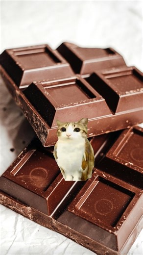 Meowl Update on Instagram: "Chocolate flavor emerges only after cacao seeds undergo fermentation, drying, roasting, and processing, which induce complex biochemical transformations. These human-developed techniques convert bitter precursors into recognizable sensory compounds, demonstrating how cultural practices fundamentally shape food chemistry over historical periods. #chocolate #facts #didyouknow #fruitfacts #meowl"