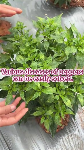 1.7K views | Various diseases of peppers can be easily solved. #garden #gardening #gardentips | Garden fever | Facebook