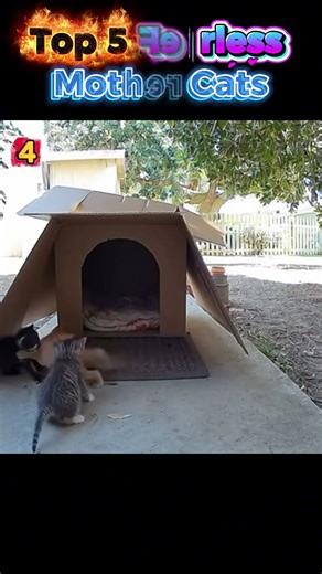 Top 5 Fearless Mother Cats Defending Kittens Against Wild Animals 😱 Incredible! #cat #animals #kids