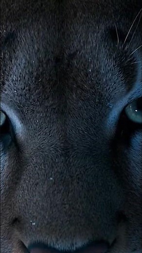 Apex Predators Face Off — Cougar vs Wolf on the Mountain Ridge🐺❄️#vs #animal #wildlife #animals