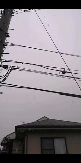 First snow in Tokyo! #relax #foryou #asmr #asmrcommunity #asmr #asmrtiktoks #fyp #asmrvideo #satisfying#snow#debussy #nieve#tokyo#japon#東京 #aesthetic