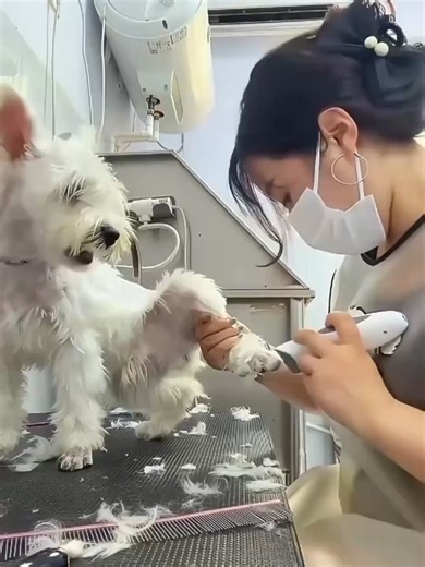 How to Calm Your Dog During Nail Clipping