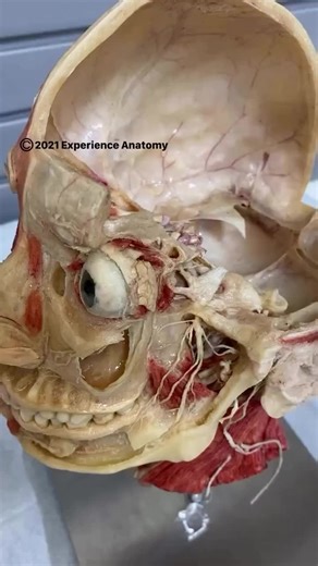 Understanding Extraocular Muscles of the Eye