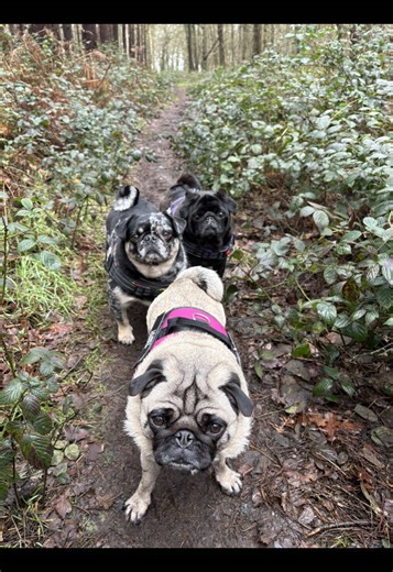 Winnie's Muddy Adventure: A Pug's Misstep