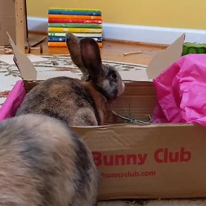 2.7K views · 208 reactions | We are members of Happy Bunny Club ☺️! _______________________________________  Join the club now to receive our February box of healthy treats and toys for your bunny! Go to our page to find out more.  IG: The.littlest.izzy  | Happy Bunny Club | Facebook