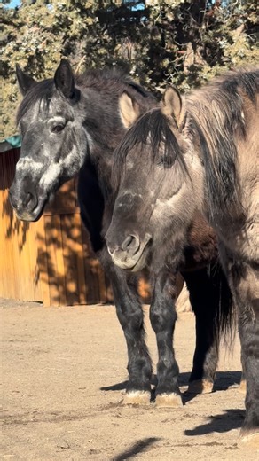 Skydog Sanctuary on Instagram: "This was part of 25 minutes of video of me sitting out with these two incredible mares after I threw cookies all around me to tempt them to come closer. I wasn’t sure it would work and I’m going to get all the videos up on Patreon so you can see how the whole process went but I think I was holding my breath for most of it. Speaking quietly, not moving a muscle, just me, a phone and prayers that today Violet might just let her guard down a tiny bit and come closer.