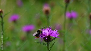 Essex skipper (Thymelicus lineola) and bumblebee nectaring. British butterfly and red-tailed bumblebee (Bombus lapidarius) feeding on black knapweed (Centaurea nigra) flower (half speed)