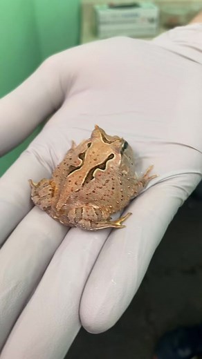 The Frog—Pac-Man Edition! #joshsfrogs #thefrog #frogs #pacman