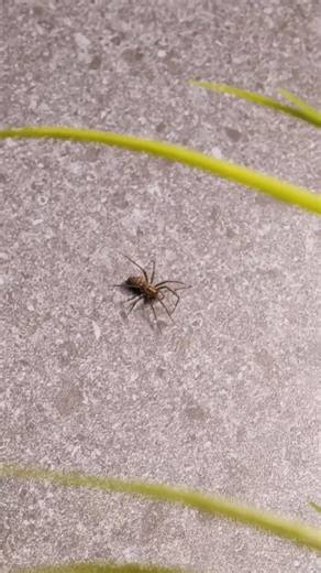 Trucos efectivos para ahuyentar insectos y proteger tu hogar 🐛 | Genial