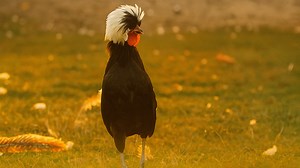 Elegantní kohout se prochází po poli
