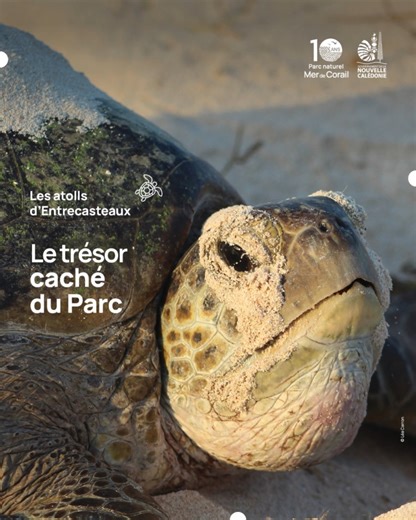 [Les atolls d’Entrecasteaux] 𝗟𝗘 𝗧𝗥𝗘́𝗦𝗢𝗥 𝗖𝗔𝗖𝗛𝗘́ 𝗗𝗨 𝗣𝗔𝗥𝗖 🧭🐦‍⬛🐢 Situés à 223 km au nord de la Grande Terre, les atolls d’Entrecasteaux sont d’authentiques joyaux. Classés au patrimoine mondial de l’UNESCO depuis juillet 2008, ils sont connus pour abriter notamment l’un des plus grands sites de reproduction de tortues vertes du Pacifique et d’importantes colonies d’oiseaux marins nicheurs. La biodiversité marine qui trouve refuge parmi leurs récifs est véritablement exceptionne