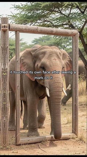 Animals That Recognize Themselves in Mirrors (Mirror Test Explained)