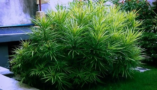 Podocarpus Growth Rate & Mature Size (Popular Varieties)