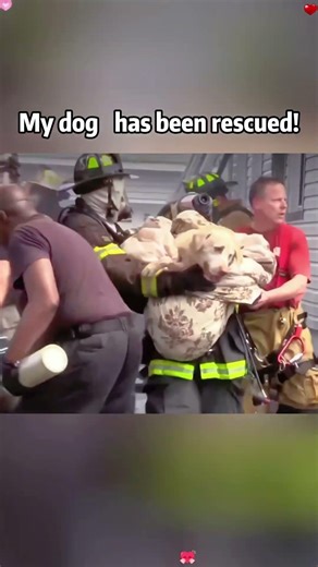 😱🇺🇸💯Dog Rescued by Firefighters from a House Fire..#dog #Firefighter #hero #Fire #usa