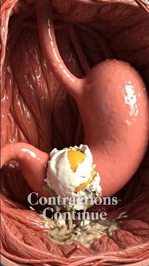 What Happens Inside Your Body When You Eat a Boiled Egg? 🥚