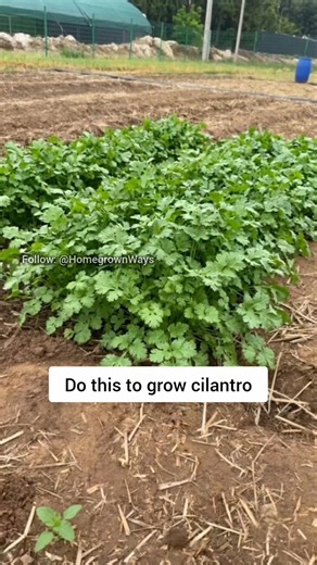 Follow these tips to grow lots of cilantro. #garden #roomtogrow #gardening