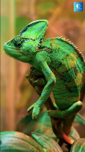 The Most Alien-Looking Island on Earth