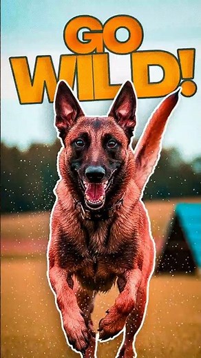 Belgian Malinois Goes Wild! Jumping, Running & Playing Like a Pro