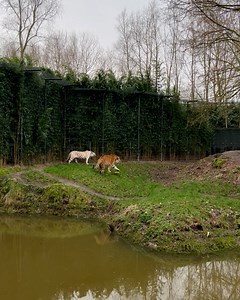 Een witte (Bengaalse) tijger en een (oranje) Amoertijger in één buitenverblijf? Dat is een nieuw tafereel! Na een aantal weken van hoog water in het tijgerverblijf, konden Asia en Zaria vandaag weer voor het eerst naar buiten. 🐯🌳 Met alle hulp die we konden gebruiken, hebben we het overtollige water uit het verblijf weggepompt. In de periode dat ze binnen zaten, zijn de tijgers bij elkaar geïntroduceerd. En dat verliep heel soepel! Witte tijger Asia en Amoertijger Zaria hebben vanwege de aangr