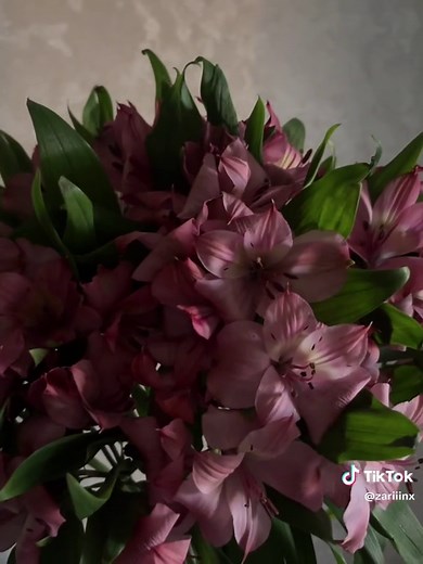 Alstroemeria Flowers: Care Tips and Recommendations