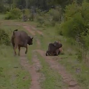 the lions' humiliating failures when hunting buffalo | Lovely