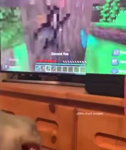 Shark Puppet Plays Minecraft! @the.shark.puppet #sharkpuppet #minecraft #minecraftmemes #gamer #foryoupagе