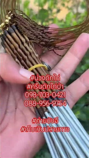 #รีวิว #บ่วงดักไก่ #ครืนดักไก่ป่า098-703-0421 หรือ 088-956-9754 #ค่ายบังอี #เก็บเงินปลายทาง