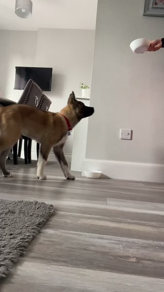 Enzo the Akita on TikTok