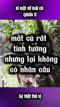 Sự thật thú vị về cú mèo (phần 1) #facts #shortvideo #shorts
