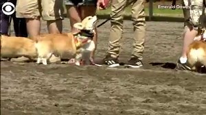 61K views · 420 reactions | OFF TO THE RACES... The corgi races, that is! 72 Corgis took to the track for a full day of races at Emerald Downs in Auburn, Washington on Sunday. Angus Phan the Corgi won the championship race. More videos: KDKA.com/video | KDKA-TV | CBS Pittsburgh | Facebook