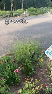 Lavender Tips & Tricks: Tips: -plant in full sun, nothing less -plant in well draining soil (or roots will rot) -in the fall before snow comes, (pick out the leaves (or you will have dead spots) -snow on your lavender all winter is a GOOD thing (it acts as an insulator) -trim your lavender after it blooms (if you want the color in your garden or to save it for the bees) -trim your lavender when half the flowers have opened (if you are cutting for bouquets or crafts) Give your plants 3 years to m